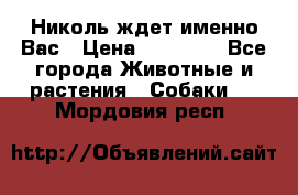 Николь ждет именно Вас › Цена ­ 25 000 - Все города Животные и растения » Собаки   . Мордовия респ.